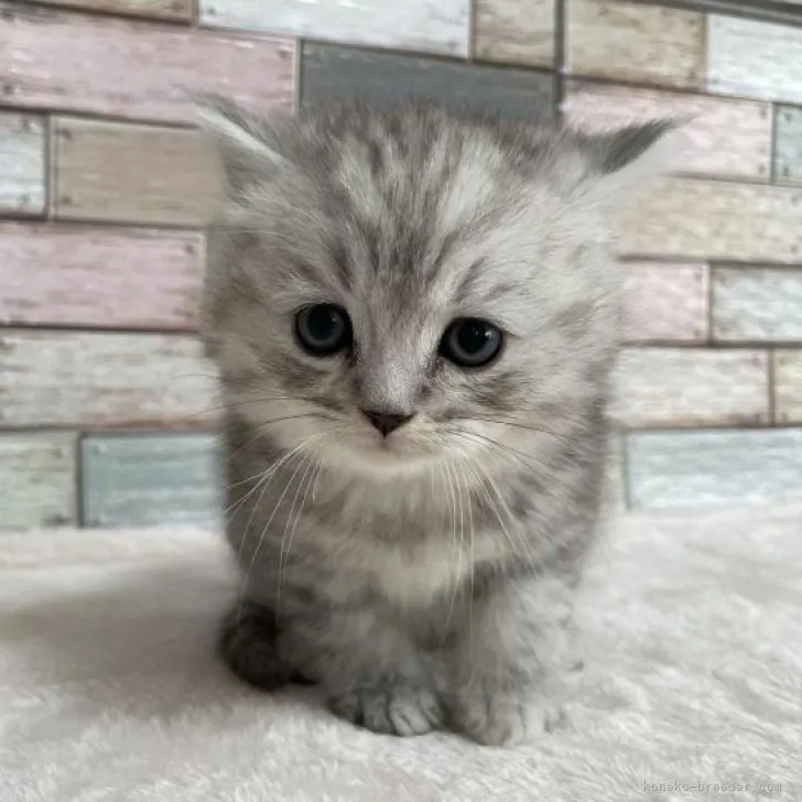 とも 様のお迎えした子猫