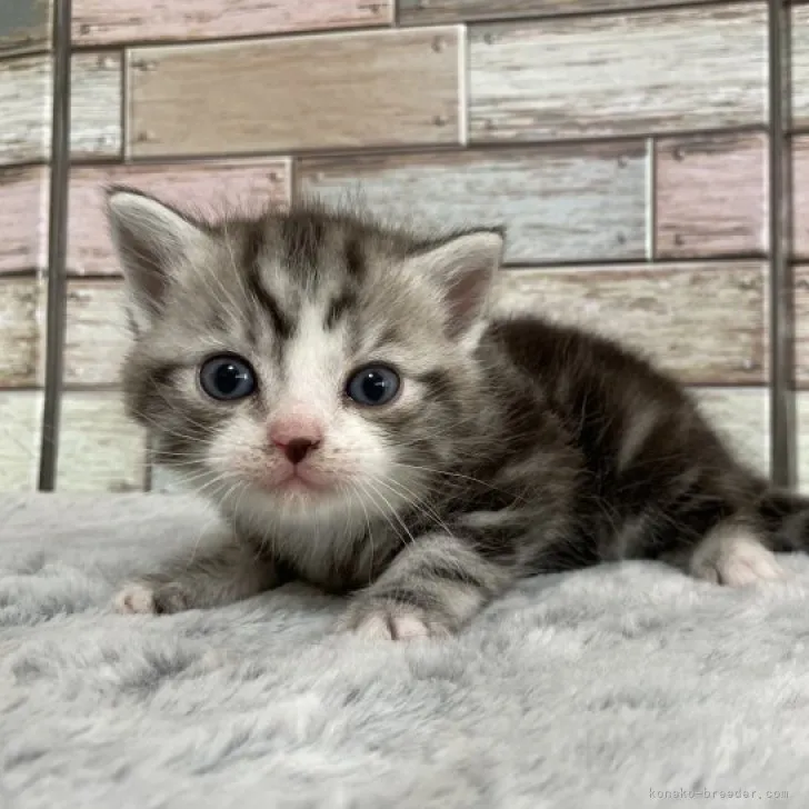 ID：2304-00470の子猫