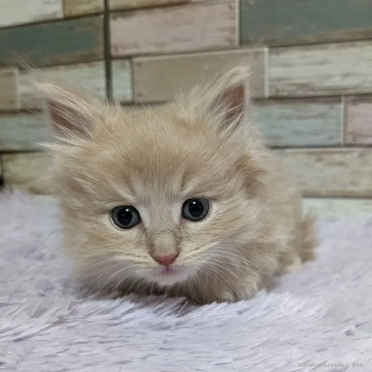 ID:2312-00523の子猫