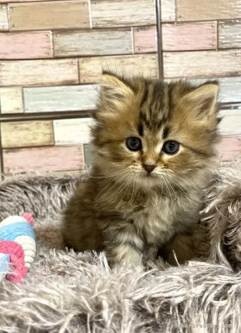 ID:2205-00293の子猫