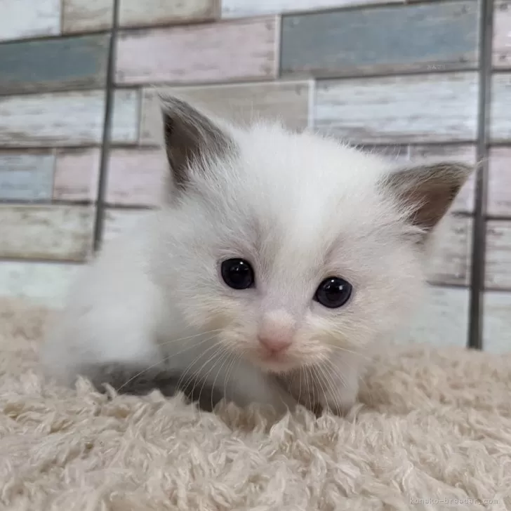 ID:2405-01479の子猫