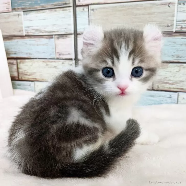 ID:2412-01063の子猫