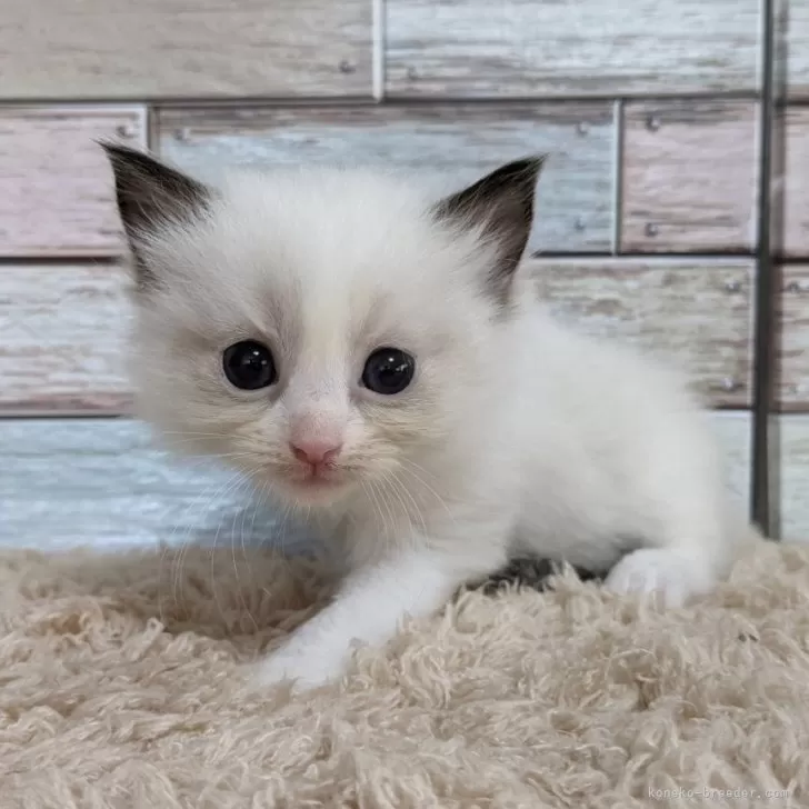 ID:2405-01475の子猫