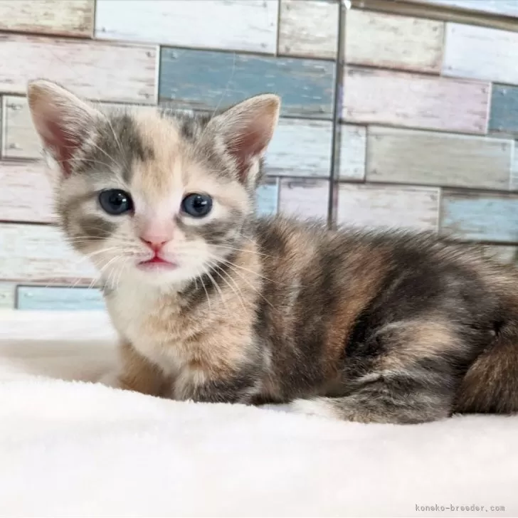 ID:2412-01041の子猫