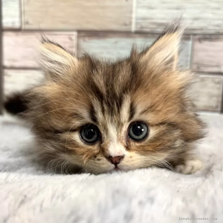 ID:2412-01467の子猫