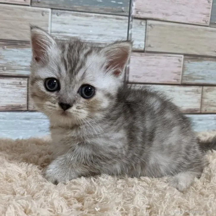 ID:2309-02949の子猫