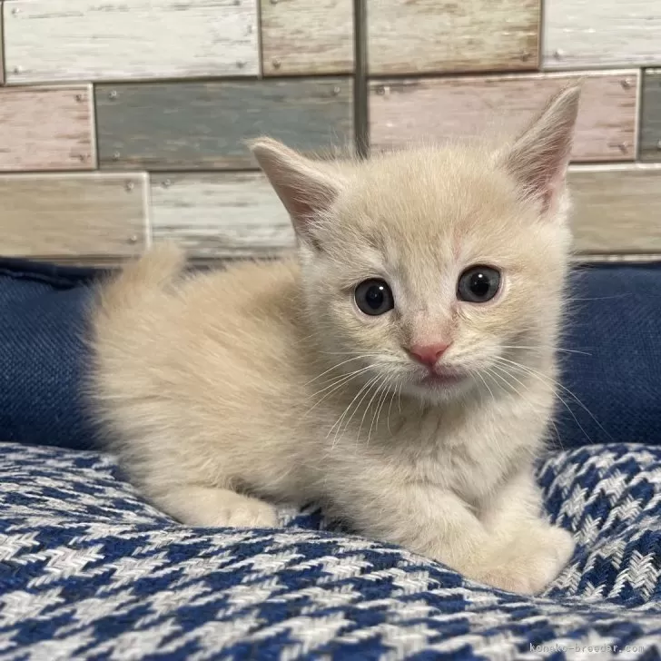 ID:2403-00999の子猫