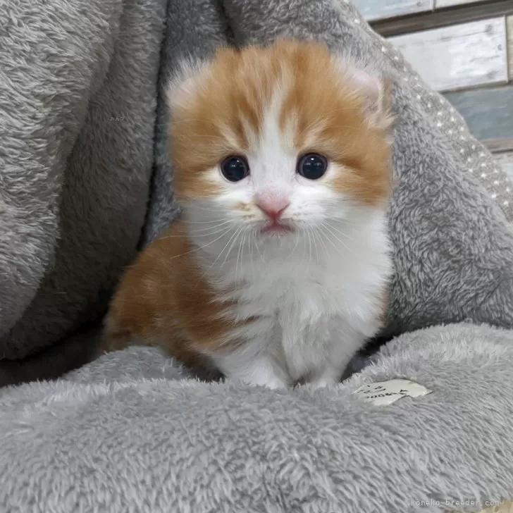 ID:2407-00831の子猫