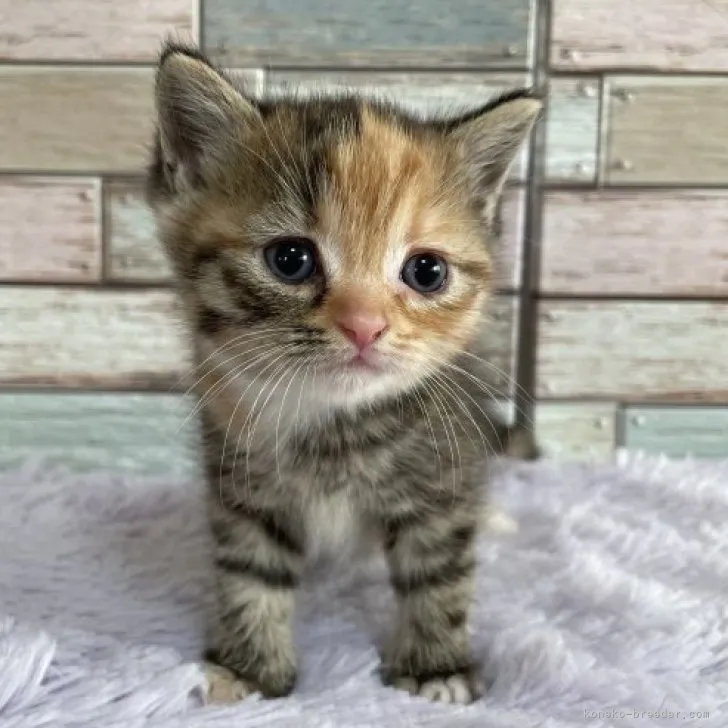 ID:2310-02942の子猫