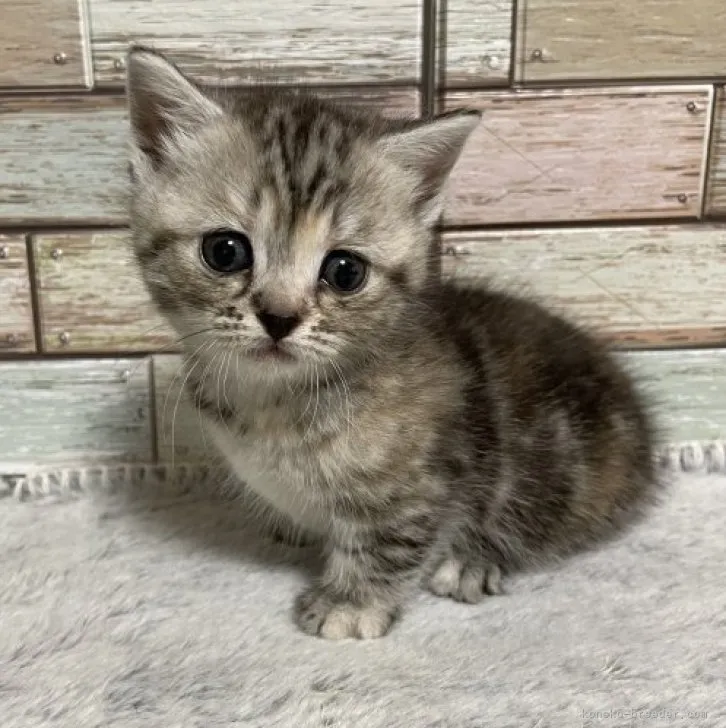 ID:2311-00978の子猫