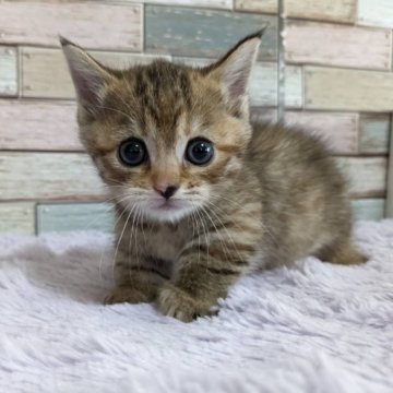 マンチカン(短足)【宮城県・女の子・2023年8月4日・ブラウンタビー】の写真「💛まんまるキュートなお顔立ち⭐️ピンと立ったお耳💛」