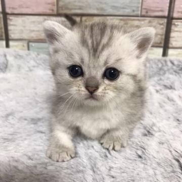 マンチカン(短足)【宮城県・女の子・2022年9月21日・シルバータビー】の写真「ふわふわ柔らかい毛質で愛らしいお顔💕癒されます💕」