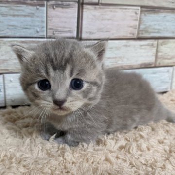 マンチカン(短足)【宮城県・男の子・2024年7月27日・ブルータビー】の写真「ずっと見ていたい🥰イケメンマンチカン君💖」