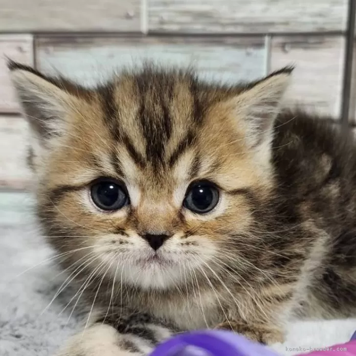 ID:2502-00539の子猫
