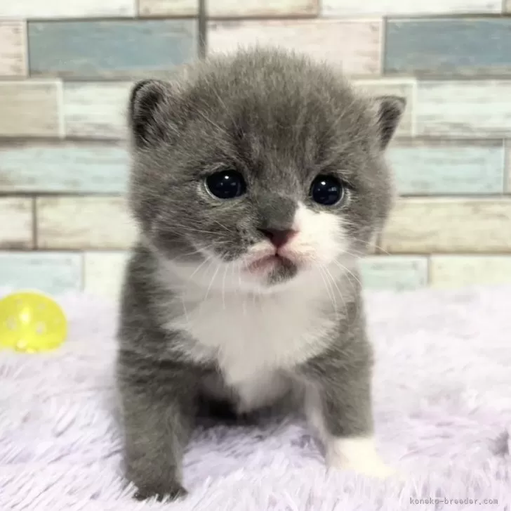 ID:2502-00111の子猫