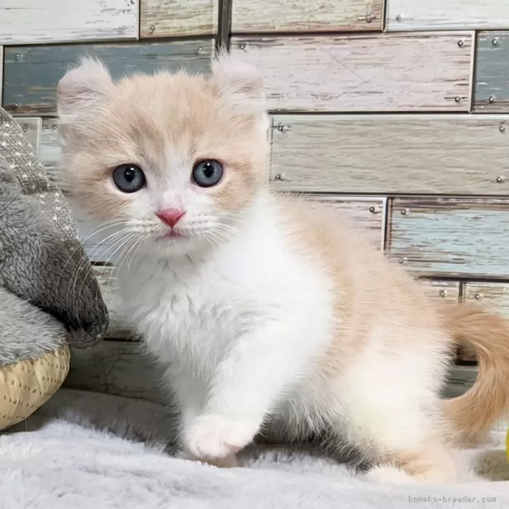 ID：2412-02519の子猫