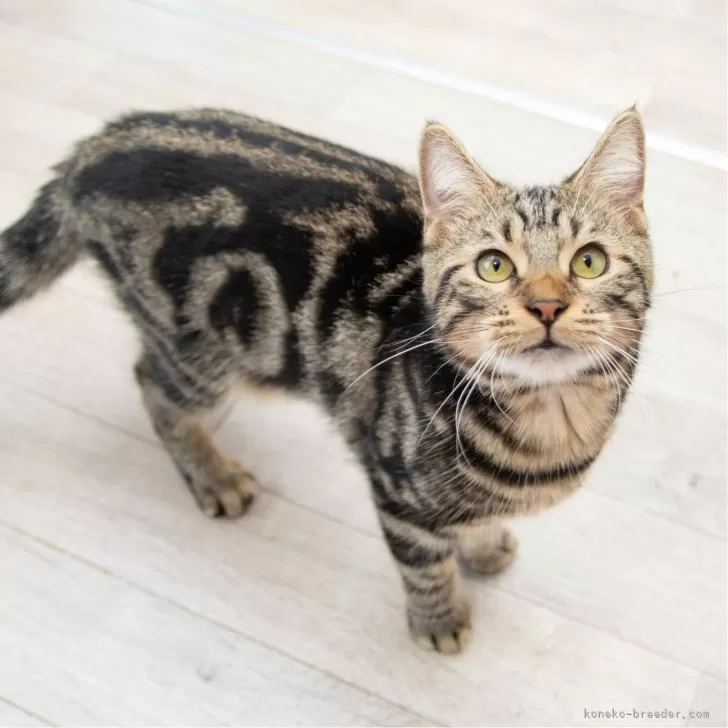 ID:2405-01835の子猫