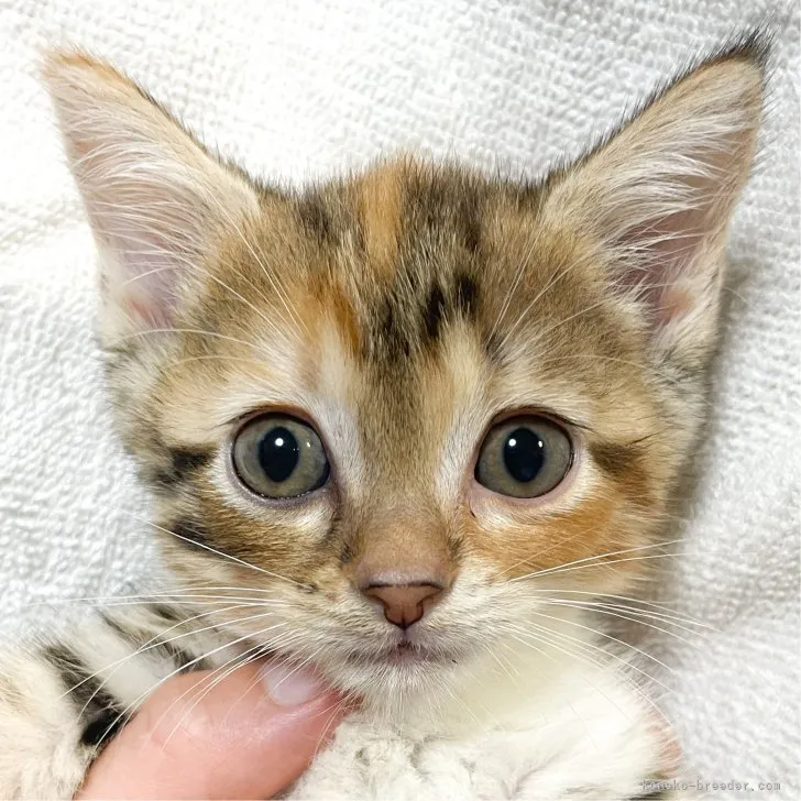 ID:2308-00011の子猫