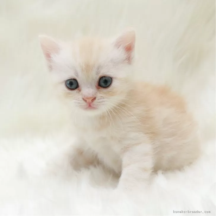 S.O 様のお迎えした子猫
