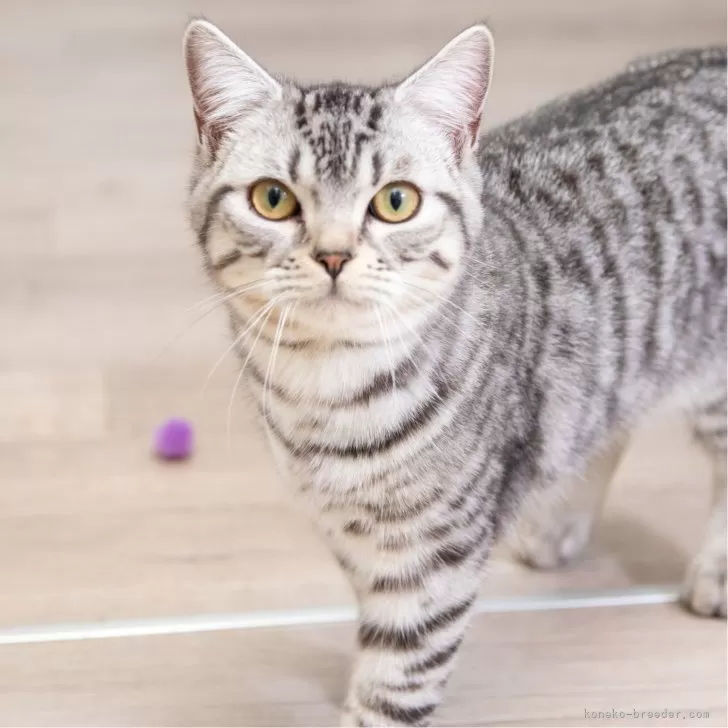 ID:2408-02135の子猫