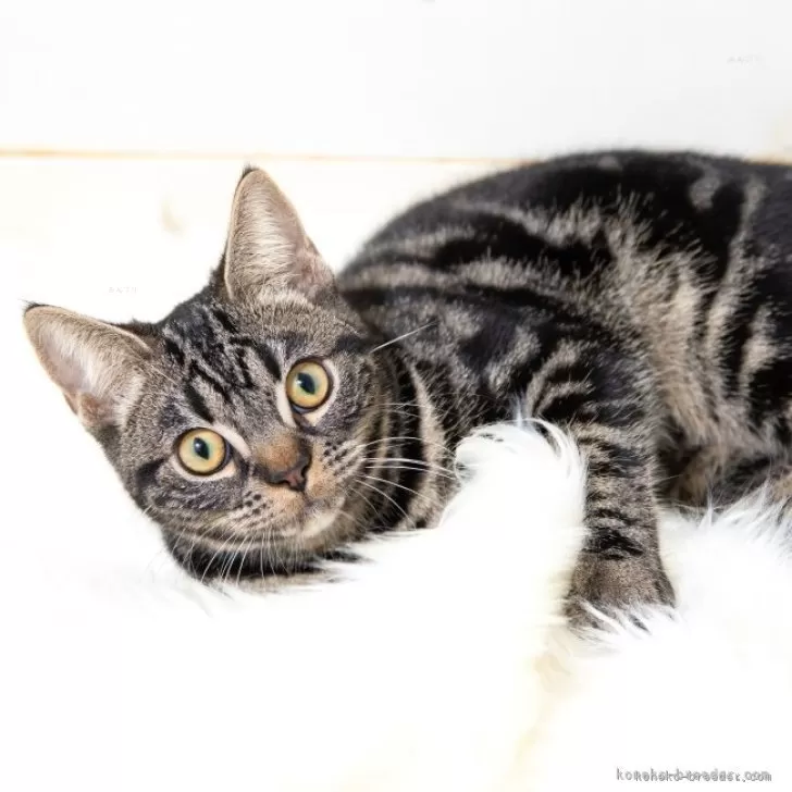 ID:2407-00664の子猫