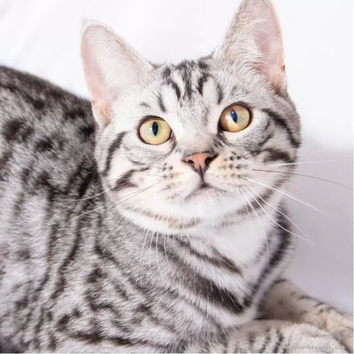 ID:2502-02258の子猫