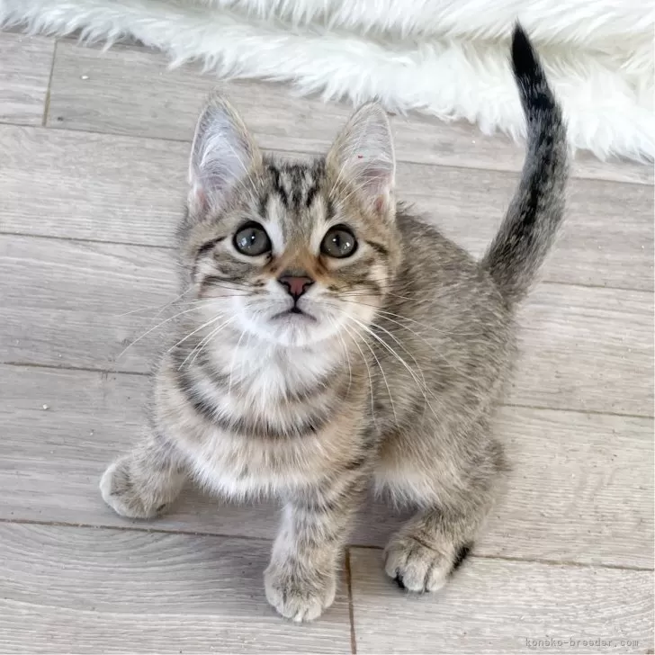 ID:2503-02090の子猫