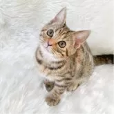 マンチカン(長足)