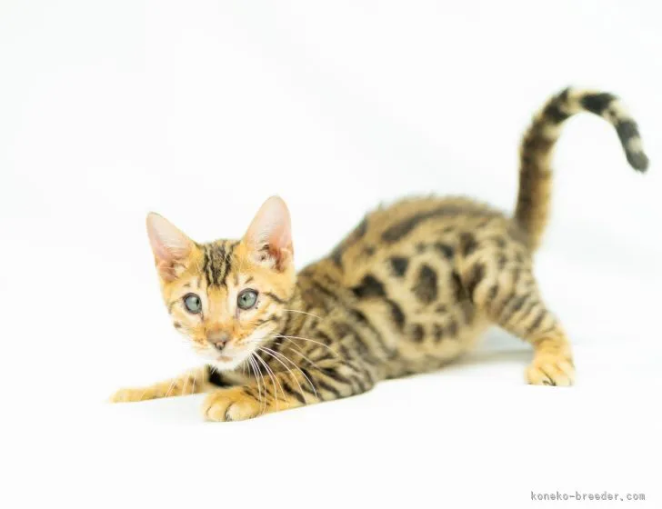 ID:2106-01315の子猫