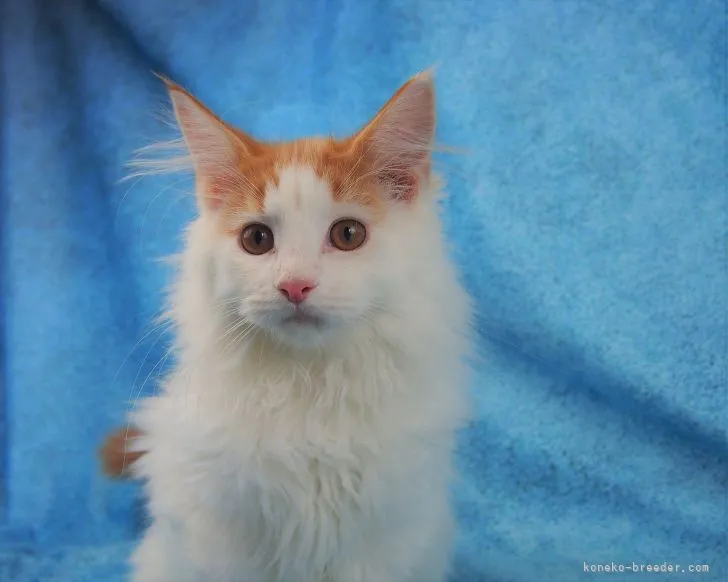 ID:2109-01598の子猫