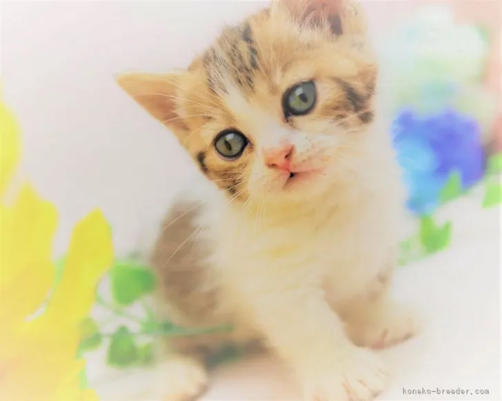 ID:2107-00834の子猫
