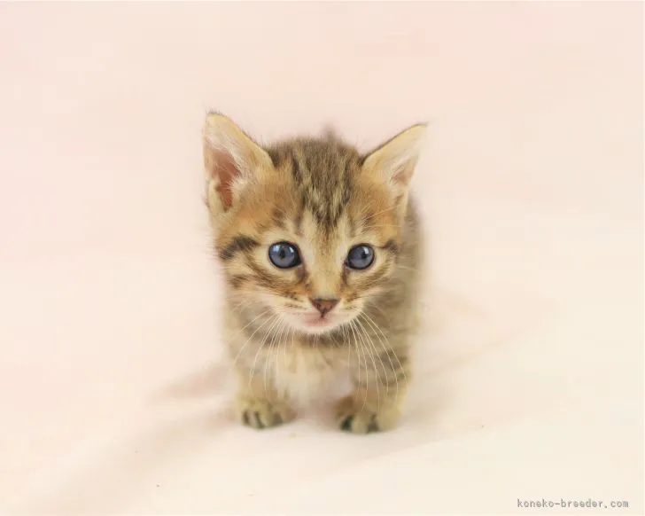 ID:2106-01815の子猫