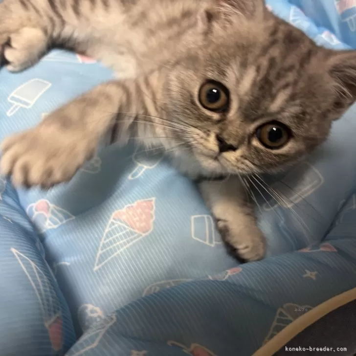 ID:2503-00348の子猫
