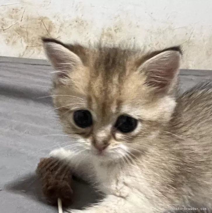 はる 様のお迎えした子猫