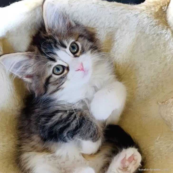 ID:2501-01047の子猫