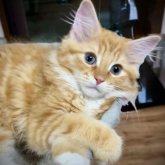 ノルウェージャンフォレストキャット