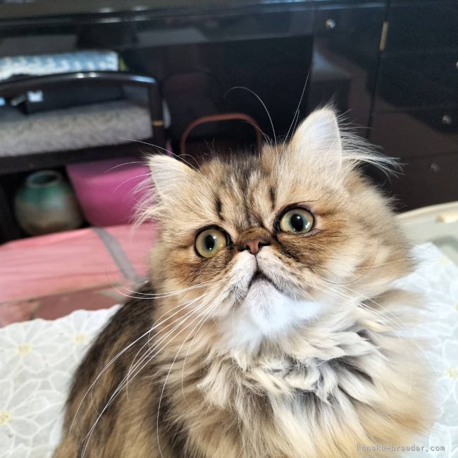 上山　富子(うえやま　とみこ)ブリーダー(奈良県・ペルシャなど・CFA/M's Cat Community登録)の紹介写真2