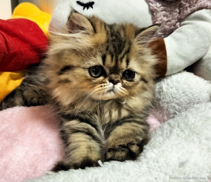 上山　富子(うえやま　とみこ)ブリーダー(奈良県・ペルシャなど・CFA/M's Cat Community登録)の紹介写真4