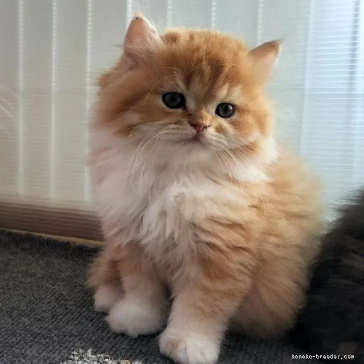 ID:2210-02423の子猫