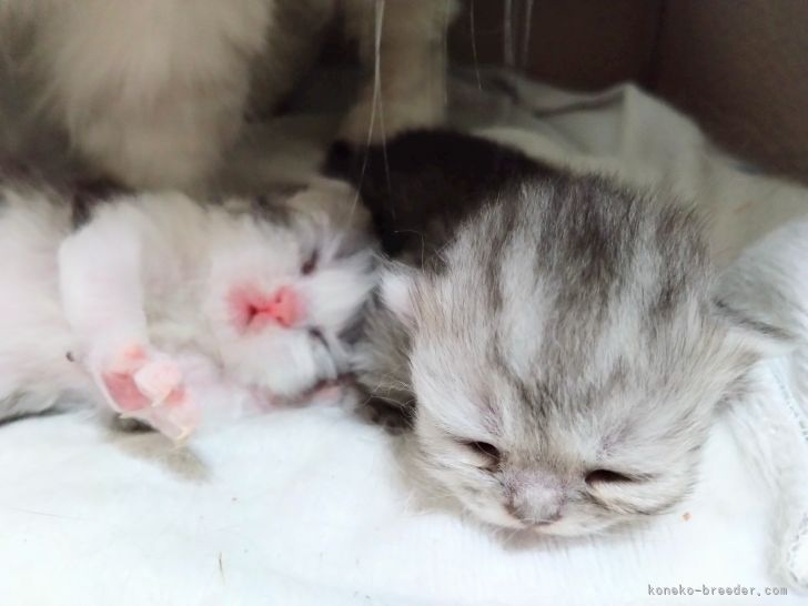 毎日子猫ちゃんの樣子見ながら母猫ちゃんをフォローしていきます｜加藤　茂樹(かとう　しげき)ブリーダー(愛知県・ミヌエットなど・ＣＰＡ登録)の紹介写真6