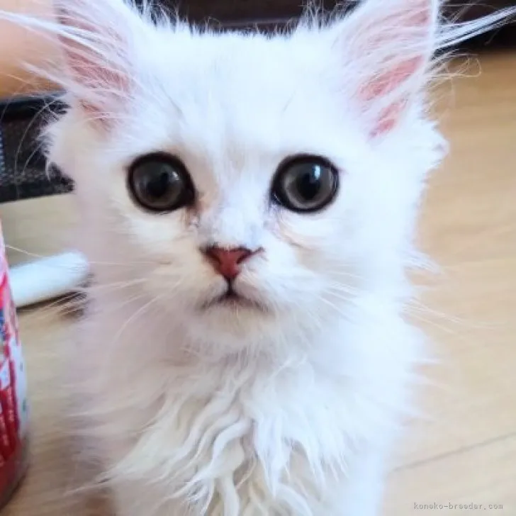 ID:2307-01491の子猫