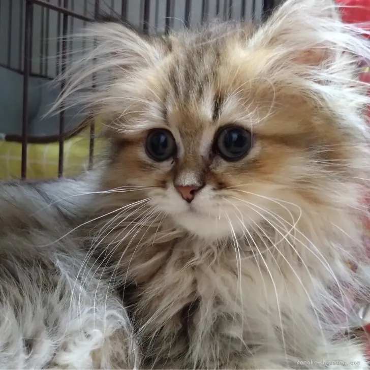 ID：2306-01410の子猫