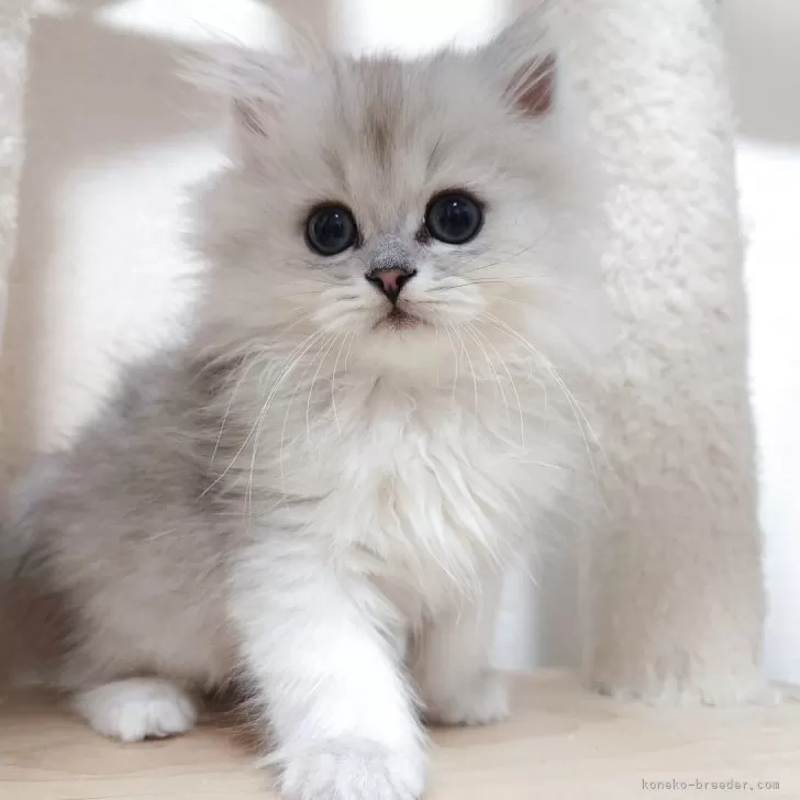 ID:2504-00604の子猫
