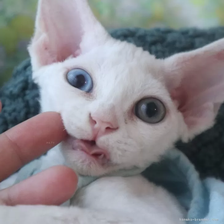 ゆうゆ 様のお迎えした子猫