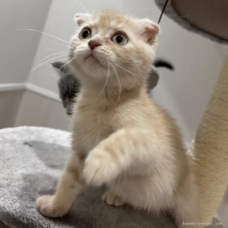 ID:2403-02869の子猫