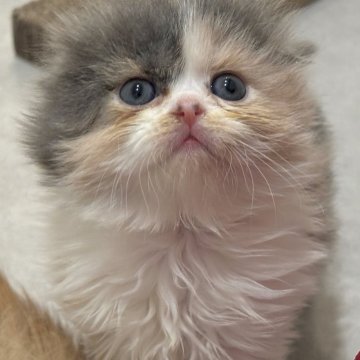スコティッシュフォールド(折れ耳)【福岡県・女の子・2025年2月2日・ダイリュートキャリコ】の写真「激かわ🩷毛色レア🌸甘えん坊」