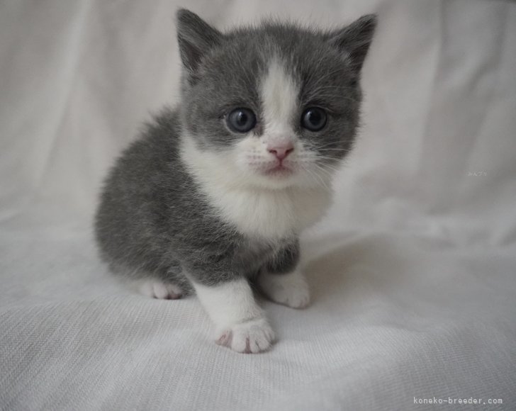 猫舎で産まれた子猫｜寺田　優介(てらだ　ゆうすけ)ブリーダー(愛知県・ブリティッシュショートヘアなど・ICC登録)の紹介写真7