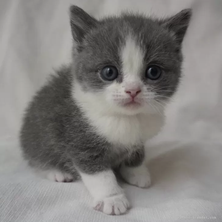 ID:2412-00690の子猫