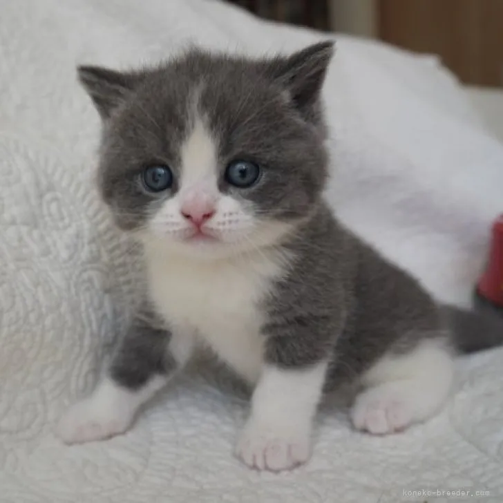 ID:2308-01535の子猫