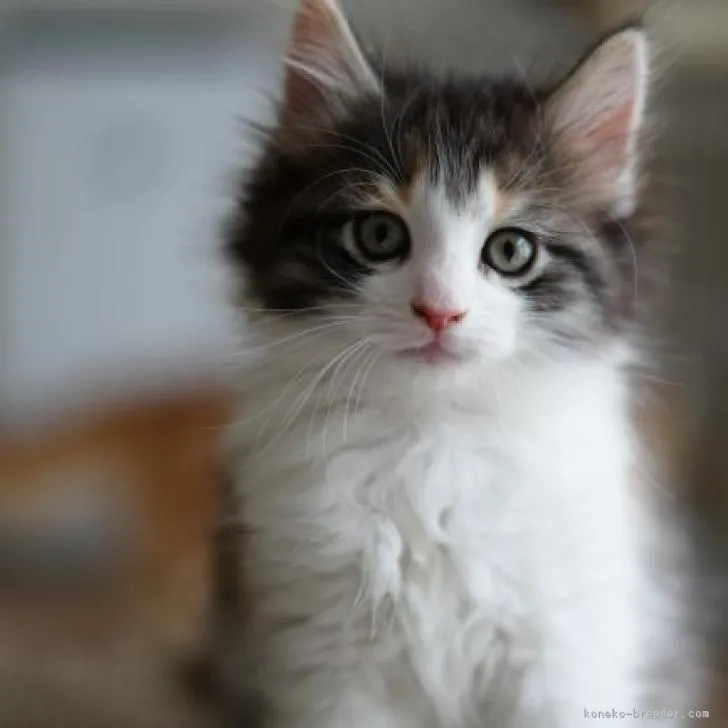 ID:2212-00587の子猫